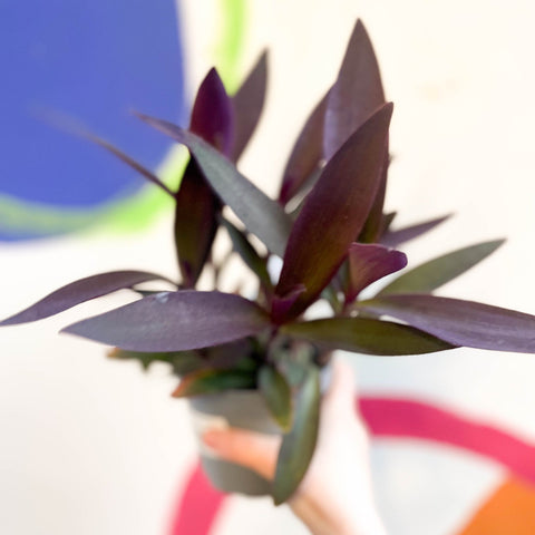 Purple Inch Plant - Tradescantia pallida 'Purpurea' - Welsh Grown - Sprouts of Bristol