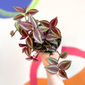 Purple Inch Plant - Tradescantia 'Purple Passion' - Welsh Grown - Sprouts of Bristol
