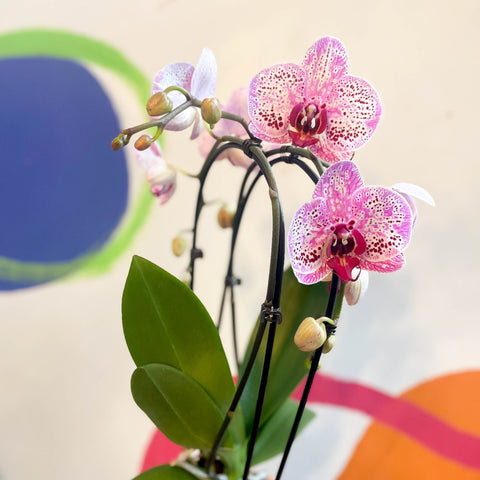 Purple & Pink Moth Orchid - Phalaenopsis 'New Wave' - Sprouts of Bristol