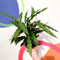 Purple Velvet Calathea - Calathea rufibarba - Sprouts of Bristol