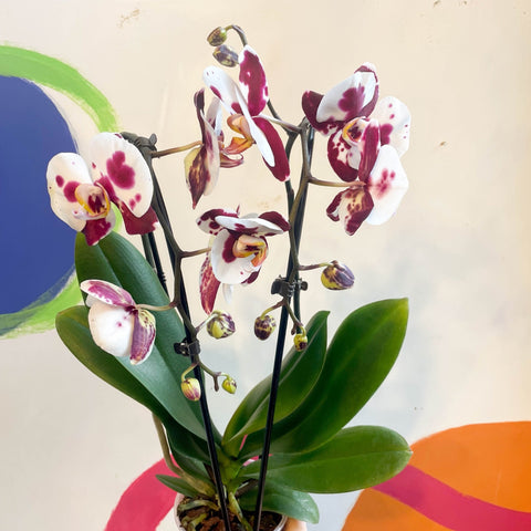 Purple & White Moth Orchid - Phalaenopsis 'Polka Dots' - Sprouts of Bristol