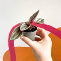 Radiator Plant - Peperomia caperata 'Brasilia' - Sprouts of Bristol