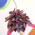 Radiator Plant - Peperomia caperata 'Cayenne' - Sprouts of Bristol