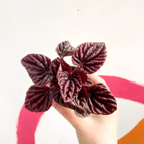 Radiator Plant - Peperomia caperata 'Luna' - Sprouts of Bristol