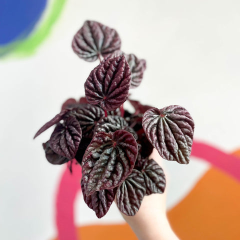 Radiator Plant - Peperomia caperata 'Red Luna' - Sprouts of Bristol