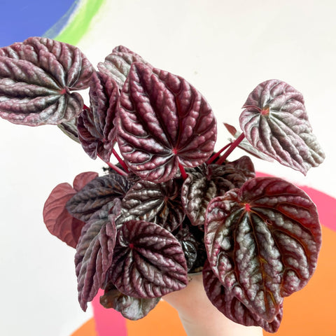 Radiator Plant - Peperomia caperata 'Red Luna' - Sprouts of Bristol