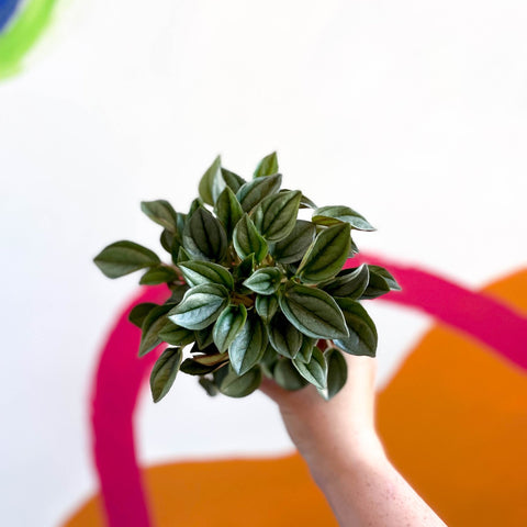 Radiator Plant - Peperomia 'Napoli Nights' - Sprouts of Bristol