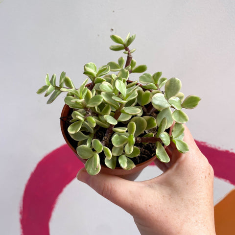 Rainbow Bush - Portulacaria afra variegata - Sprouts of Bristol