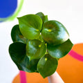 Raindrop Plant - peperomia polybotrya 'Raindrop' - Sprouts of Bristol