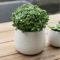 Ravello Pot - Sprouts of Bristol