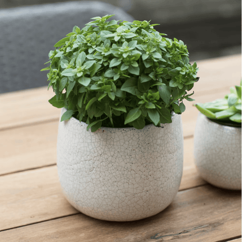 Ravello Pot - Sprouts of Bristol
