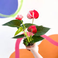 Red Flamingo Flower - Anthurium andraeanum 'Red Bull' - Sprouts of Bristol