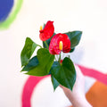 Red Flamingo Flower - Anthurium andraeanum 'Red Champion' - Sprouts of Bristol