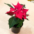 Red Poinsettia - Euphorbia pulcherrima - Sprouts of Bristol