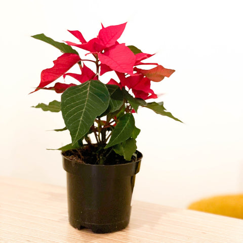 Red Poinsettia - Euphorbia pulcherrima - Sprouts of Bristol