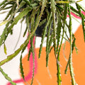 Rhipsalis cruciformis - Sprouts of Bristol