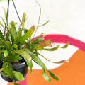 Rhipsalis ramulosa 'Red Coral' - Sprouts of Bristol