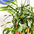 Rhipsalis rauhiorum - Sprouts of Bristol