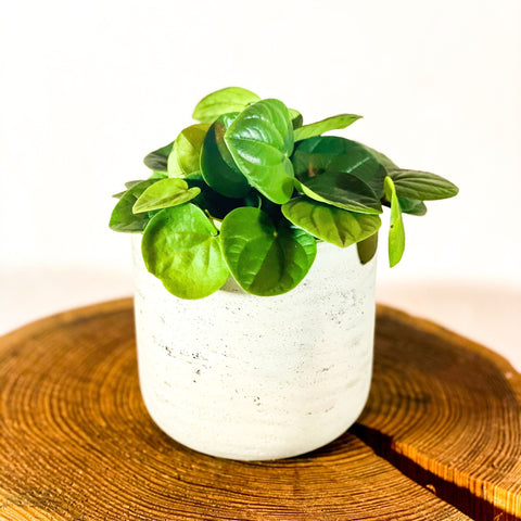 Rippled Chinese Money Plant - Peperomia albovittata 'Rana Verde' - Sprouts of Bristol