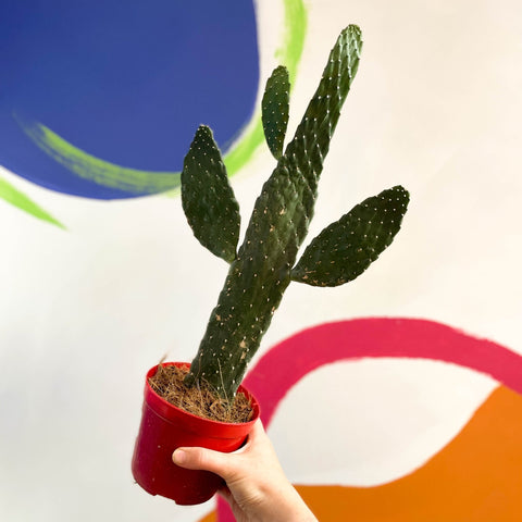 Road Kill Cactus - Opuntia rubescens ‘Consolea’ - Sprouts of Bristol