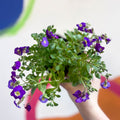 Rock Cress - Aubrieta 'Axcent Violet with Eye' - British Grown Evergreen Perennial Alpine - Sprouts of Bristol