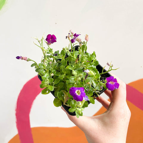 Rock Cress - Aubrieta gracilis 'Glacier Violet' - British Grown Evergreen Perennial Alpine - Sprouts of Bristol