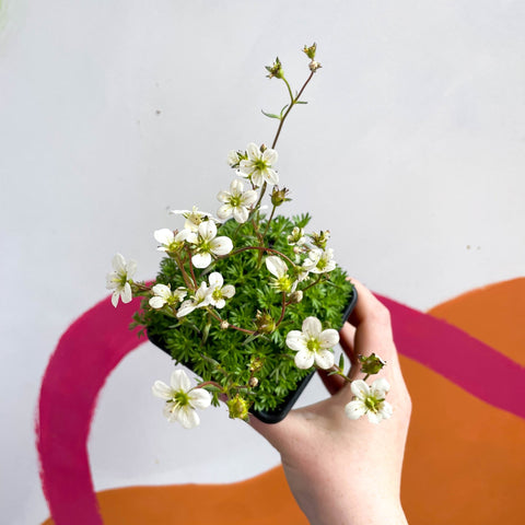 Rockfoils - Saxifraga x arendsii 'Alba' - British Grown Evergreen Perennial Alpine - Sprouts of Bristol