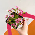 Rockfoils - Saxifraga x arendsii 'Alpino Pink' - British Grown Evergreen Perennial Alpine - Sprouts of Bristol
