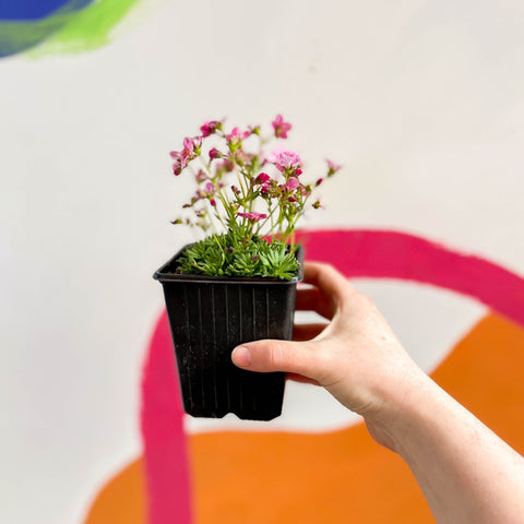 Rockfoils - Saxifraga x arendsii 'Alpino Pink' - British Grown Evergreen Perennial Alpine - Sprouts of Bristol