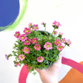 Rockfoils - Saxifraga x arendsii 'Marto Rose' - UK Evergreen Perennial Alpine - Sprouts of Bristol