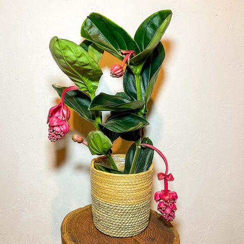 Rose Grape - Medinilla lambada 'Magnifica' - Sprouts of Bristol