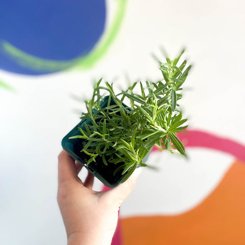 Rosemary - Rosmarinus officinalis - Cotswolds Grown Culinary Herbs - Sprouts of Bristol