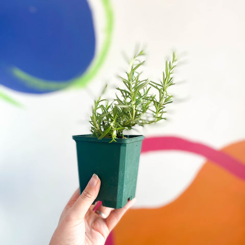 Rosemary - Rosmarinus officinalis - Cotswolds Grown Culinary Herbs - Sprouts of Bristol
