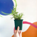 Rosemary - Rosmarinus officinalis - Cotswolds Grown Culinary Herbs - Sprouts of Bristol