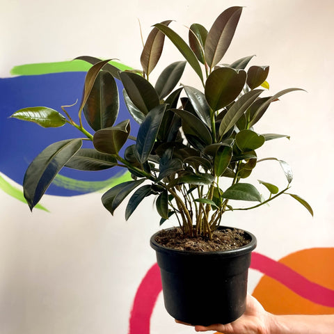 Rubber Plant - Ficus elastica 'Melany' - Sprouts of Bristol