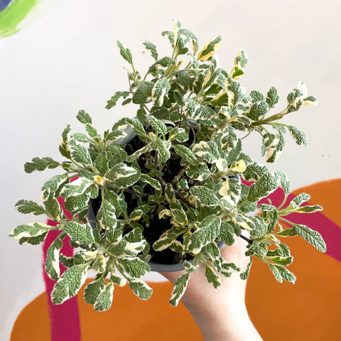 Sage - Salvia officinalis 'Tricolour' - British Grown Culinary Herbs - Sprouts of Bristol
