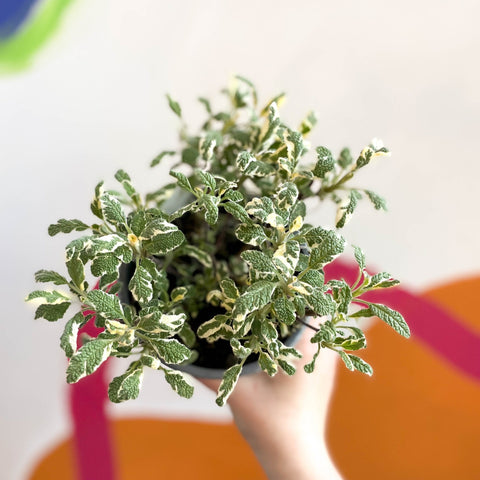 Sage - Salvia officinalis 'Tricolour' - British Grown Culinary Herbs - Sprouts of Bristol