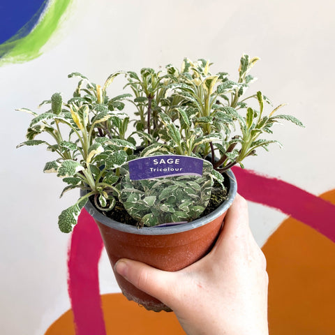Sage - Salvia officinalis 'Tricolour' - British Grown Culinary Herbs - Sprouts of Bristol