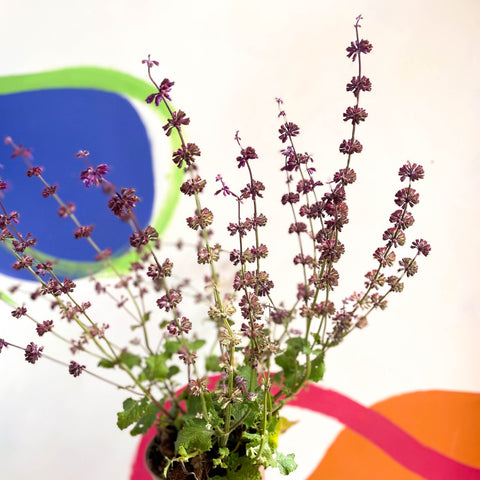 Sage - Salvia verticillata 'Purple Rain' - Cotswold Grown Perennial - Sprouts of Bristol