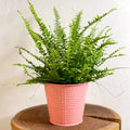 Salmon Pink Geometric Bucket Planter - 13cm - Sprouts of Bristol