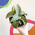 Sansevieria 'Green Star Granite' - Sprouts of Bristol