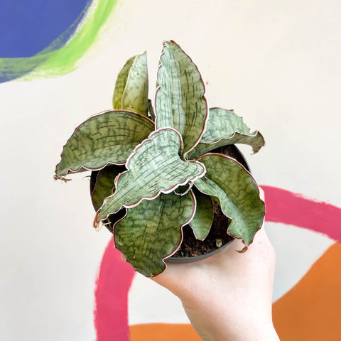 Sansevieria 'Green Star Granite' - Sprouts of Bristol