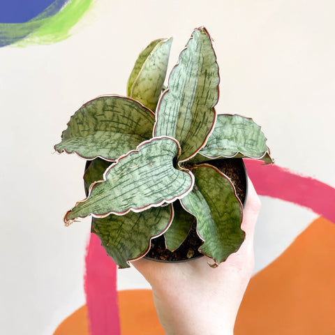 Sansevieria 'Green Star Granite' - Sprouts of Bristol