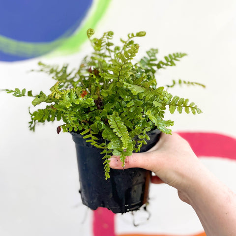 Scaly Male Fern - Dryopteris affinis 'Cristata The King' - British Grown - Hardy Semi Evergreen Fern - Sprouts of Bristol