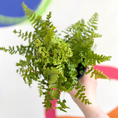 Scaly Male Fern - Dryopteris affinis 'Cristata The King' - British Grown - Hardy Semi Evergreen Fern - Sprouts of Bristol