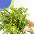 Scaly Male Fern - Dryopteris affinis 'Cristata The King' - British Grown - Hardy Semi Evergreen Fern - Sprouts of Bristol