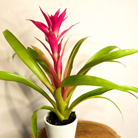 Scarlet Star - Guzmania - Bromeliad - Sprouts of Bristol
