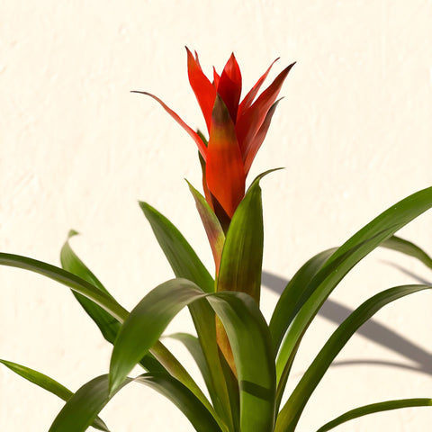 Scarlet Star - Guzmania 'Ostara' - Bromeliad - Sprouts of Bristol