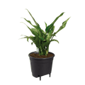 Self-Watering Insert - Sprouts of Bristol