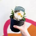 Shasta Daisy - Leucanthemum x superbum 'Real Comet' - British Grown Herbaceous Perennial - Sprouts of Bristol